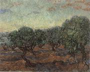 Vincent Van Gogh Olive Orchard,Saint-Remy painting